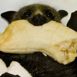 Meet your Posher, Johanna